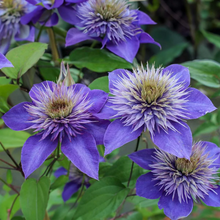 Afbeelding in Gallery-weergave laden, Clematis mix - Kleur - Pakket van 10
