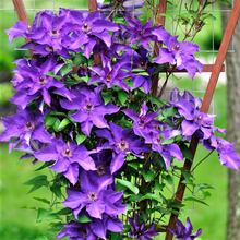 Afbeelding in Gallery-weergave laden, Clematis mix - Kleur - Pakket van 10
