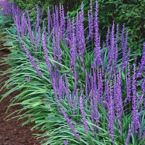 Liriope muscari 'Big Blue' - Leliegras