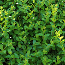 Afbeelding in Gallery-weergave laden, Ligustrum Ovalifolium - Wintergroene Ligusterhaag blote wortel - Haagpakket voor 10 meter
