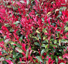 Afbeelding in Gallery-weergave laden, Photinia fraseri &#39;Carré Rouge&#39; - Glansmispelhaag
