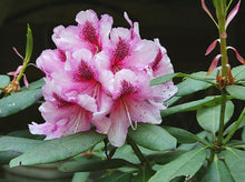 Afbeelding in Gallery-weergave laden, Rhododendron &#39;Albert Schweitzer&#39;
