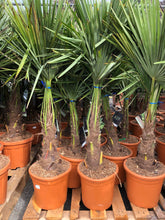 Afbeelding in Gallery-weergave laden, Trachycarpus Fortunei - Chinese Waaierpalm 100-120cm
