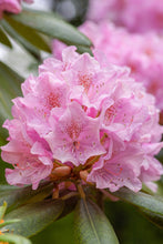 Afbeelding in Gallery-weergave laden, Rhododendron &#39;Roseum Elegans&#39;
