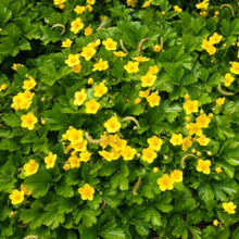 Afbeelding in Gallery-weergave laden, Waldsteinia ternata - Goudaardbei
