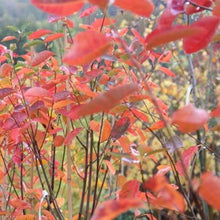 Afbeelding in Gallery-weergave laden, Amelanchier lamarckii
