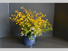 Afbeelding in Gallery-weergave laden, Abelia grandiflora &#39;Francis Mason&#39; 20-30cm
