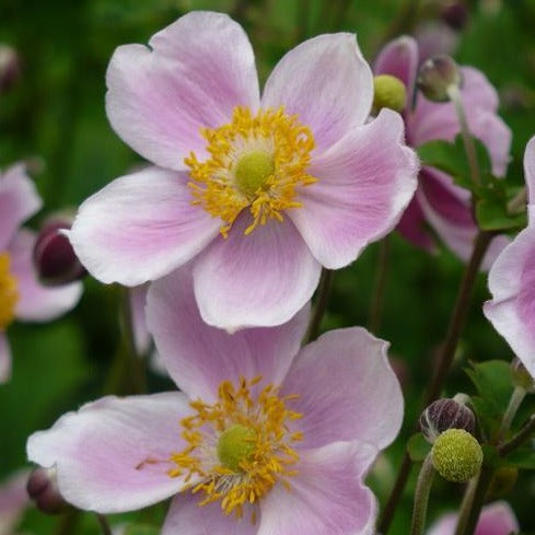 Anemone hup. 'September Charm'