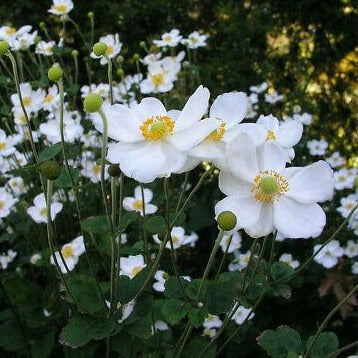 Anemone hyb. 'Honorine Jobert'