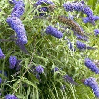 Buddleja davidii 'Nanho Blue' vlinderstruik.