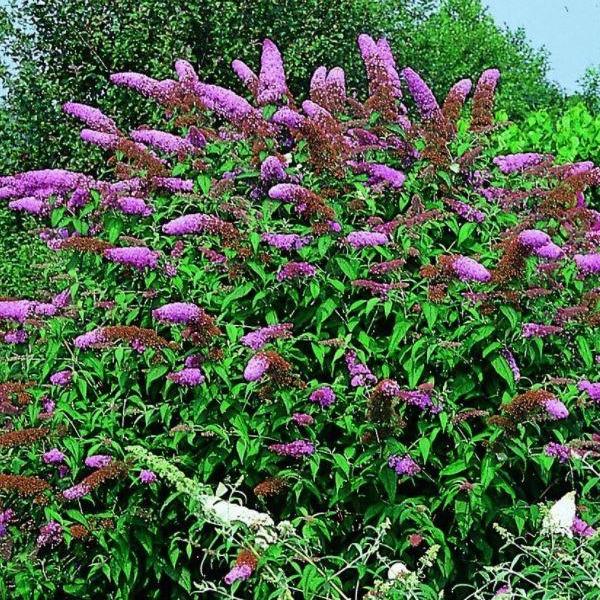 verhaal Manuscript Afleiden Buddleja davidii 'Nanho Purple' vlinderstruik – Tuinplantenloods