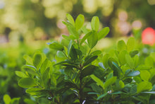 Afbeelding in Gallery-weergave laden, Buxushaag - Buxus sempervirens in pot
