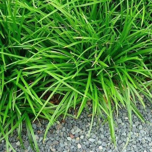 Carex fol. 'Irish Green' (siergras) - Tuinplantenloods