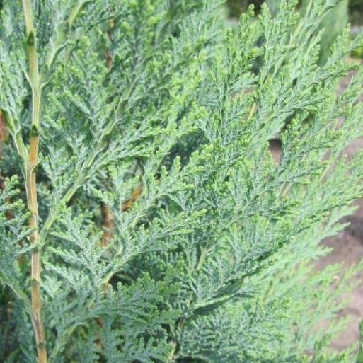 Chamaecyparis lawsoniana 'Columnaris' haag pakket per meter - Tuinplantenloods