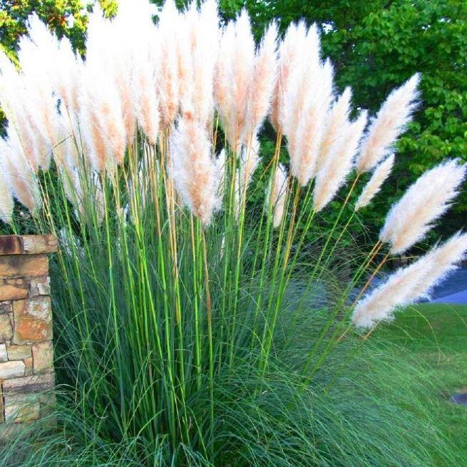 Cortaderia selloana 'White Feather' (wit pampasgras) - Tuinplantenloods