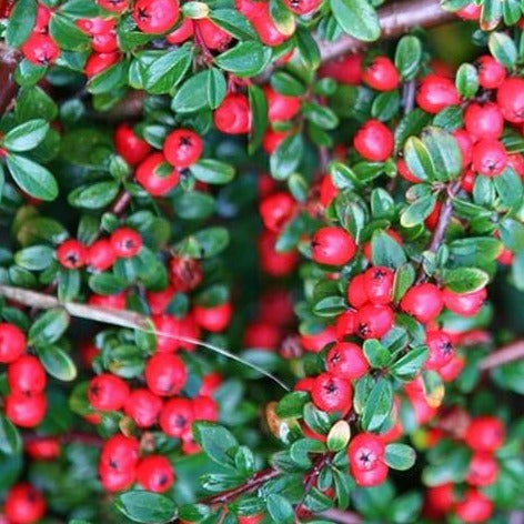 Cotoneaster dammeri 'Major' - Dwergmispel