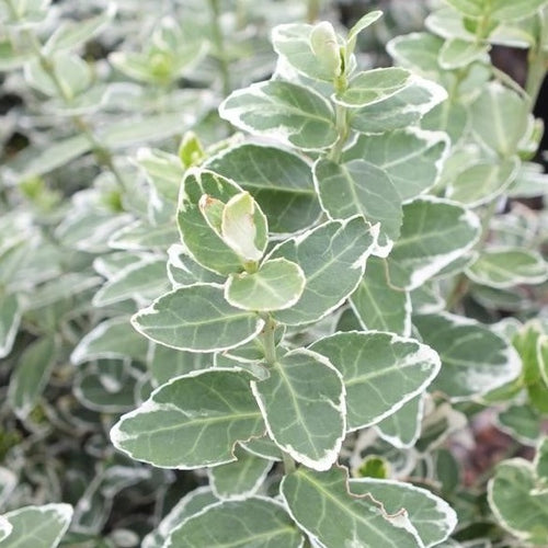 Euonymus fort. Emerald Gaiety - Kardinaalsmuts