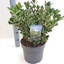 Afbeelding in Gallery-weergave laden, Euonymus japonicus &#39;Kathy&#39; - Tuinplantenloods
