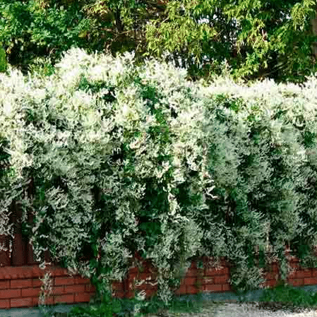 de begeleiding Wonderbaarlijk Horen van Fallopia baldschuanica - Chinese Bruidssluier – Tuinplantenloods