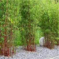 boeket Hysterisch leven Fargesia scabrida 'Asian Wonder' - Niet woekerende bamboe – Tuinplantenloods