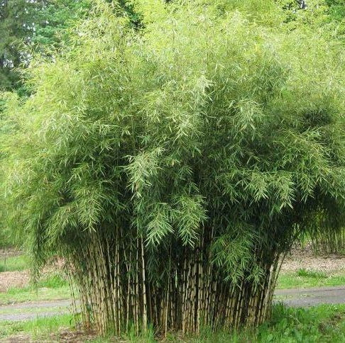 muziek corruptie virtueel Fargesia murieliae 'Jumbo' - Niet woekerende bamboe – Tuinplantenloods