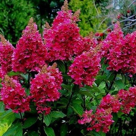 Hydrangea Wim's Red (Pluimhortensia) – Tuinplantenloods