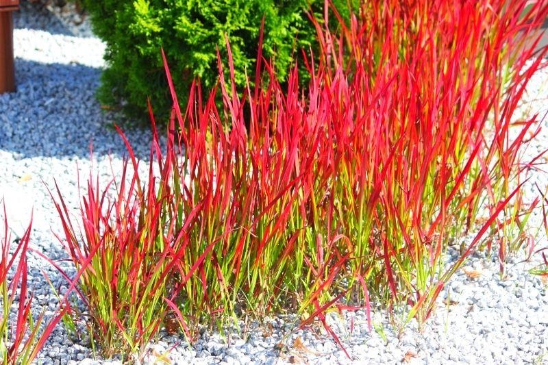 cylindrica 'Red Baron' - Japans – Tuinplantenloods