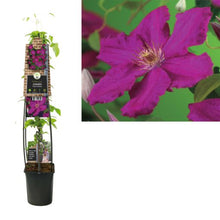 Afbeelding in Gallery-weergave laden, Clematis &#39;Ernest Markham&#39; 3.0 - Grootbloemig Rood/Paars
