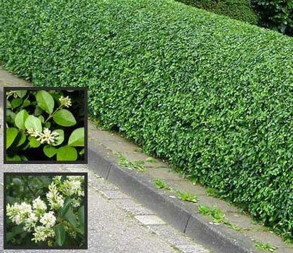 Ligusterhaag blote wortel - Ligustrum Vulgare