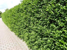 Afbeelding in Gallery-weergave laden, Wintergroene ligusterhaag - Ligustrum vulgare Atrovirens
