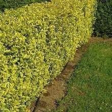 Afbeelding in Gallery-weergave laden, Ligustrum ovalifolium aureum - bonte liguster
