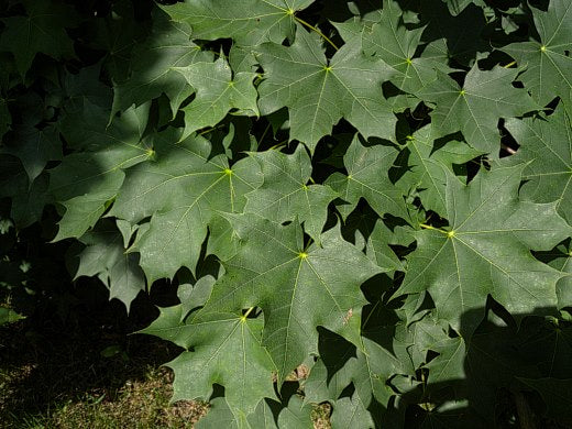 Acer platanoides - Noorse Esdoorn haag blote wortel