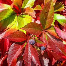 Afbeelding in Gallery-weergave laden, Parthenocissus quinquefolia - Wilde wingerd
