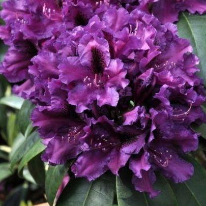 Rhododendron 'Azurro' - Tuinplantenloods