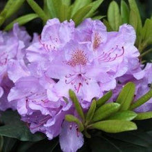 Afbeelding in Gallery-weergave laden, Rhododendron &#39;Catawbiense Grandiflorum&#39; - Tuinplantenloods
