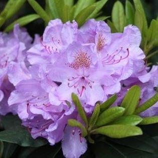 Rhododendron 'Catawbiense Grandiflorum' - Tuinplantenloods