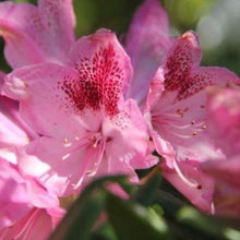 Afbeelding in Gallery-weergave laden, Rhododendron &#39;Cosmopolitan&#39; - Tuinplantenloods
