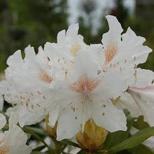 Afbeelding in Gallery-weergave laden, Rhododendron &#39;Cunningham&#39;s White&#39; - Tuinplantenloods
