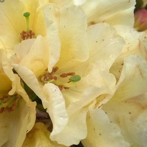 Rhodododendron 'Horizon Monarch' - Tuinplantenloods