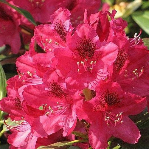 Rhododendron 'Nova Zembla' - Tuinplantenloods