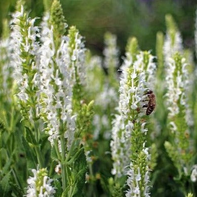 Salvia nemorosa 'Schneehugel' - Salie