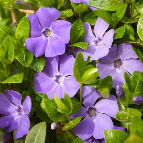 Vinca minor - Grote maagdenpalm - Bodembedekker