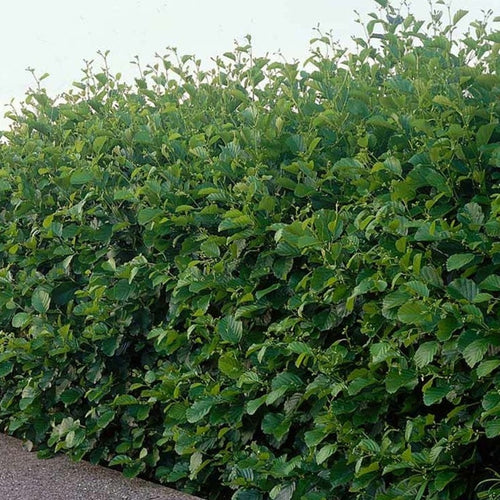 Alnus glutinosa - Zwarte Els Haag blote wortel