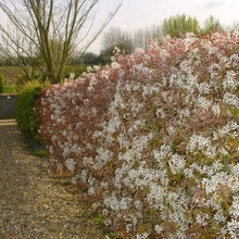 Afbeelding in Gallery-weergave laden, Amelanchier lamarckii - Krentenboomhaag blote wortel
