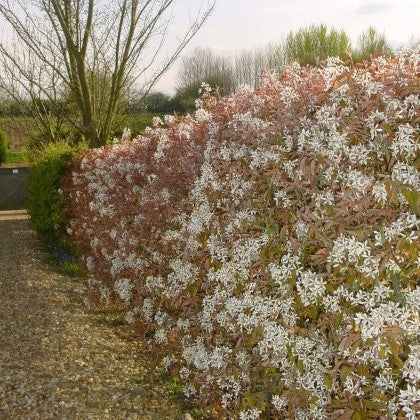 Amelanchier lamarckii - Krentenboomhaag blote wortel