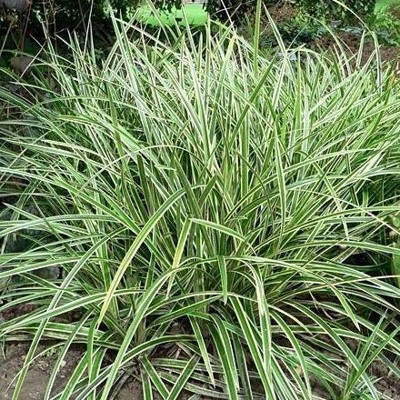 Carex morrowii 'Ice Dance' (siergras) - Tuinplantenloods