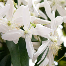 Afbeelding in Gallery-weergave laden, Clematis Armandii
