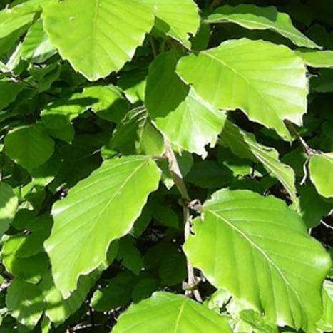 Groene beukenhaag (Fagus sylvatica) in pot pakket dubbele rij per meter - Tuinplantenloods